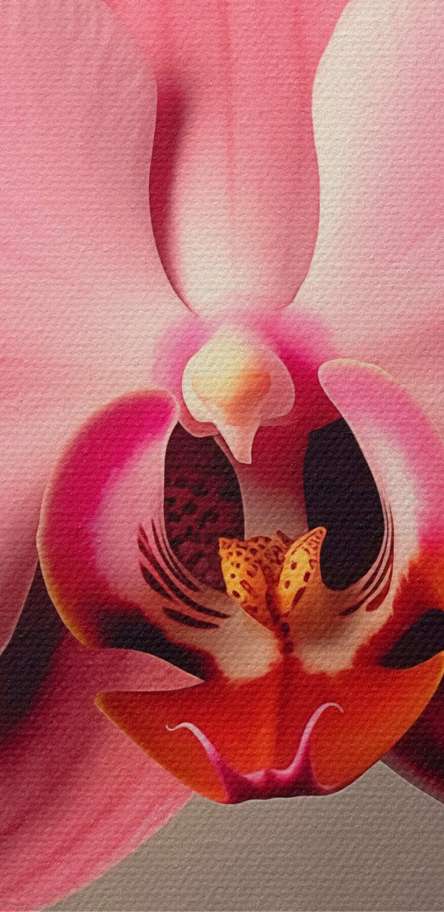 Jemná růžová orchidej v plném květu