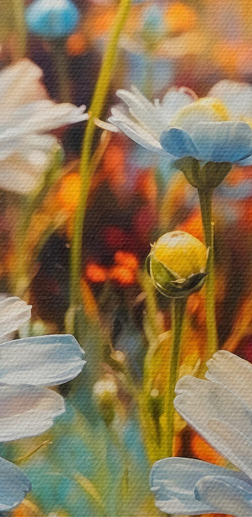 Vibrant blooms in a colorful field