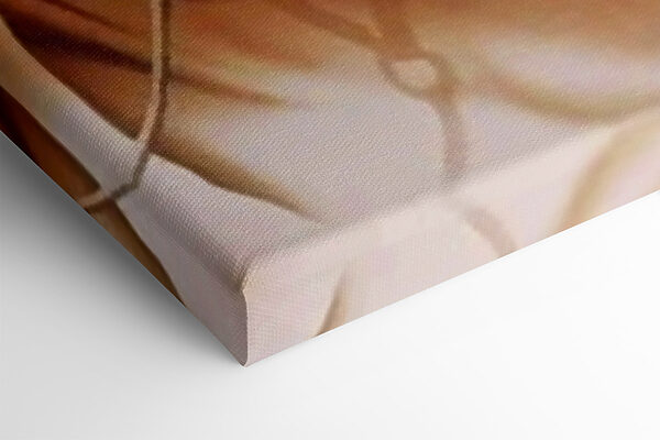 Detailní záběr na dva koně Detailní záběr na dva koně