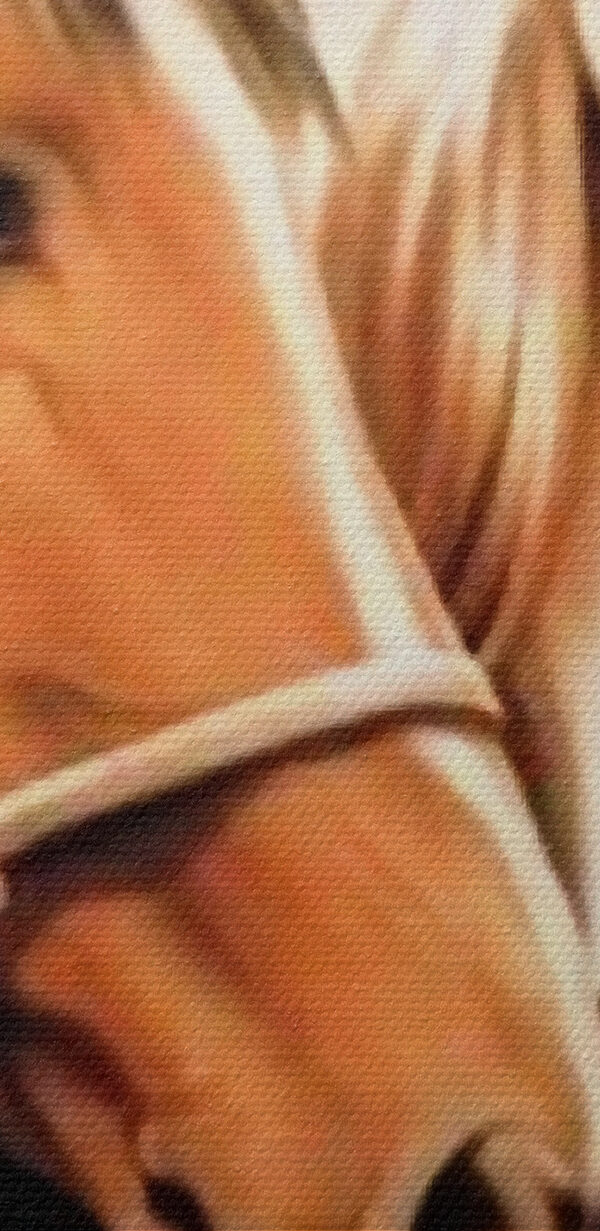 Detailní záběr na dva koně Detailní záběr na dva koně