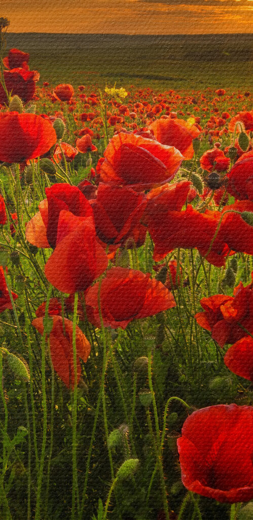 A field of red flowers