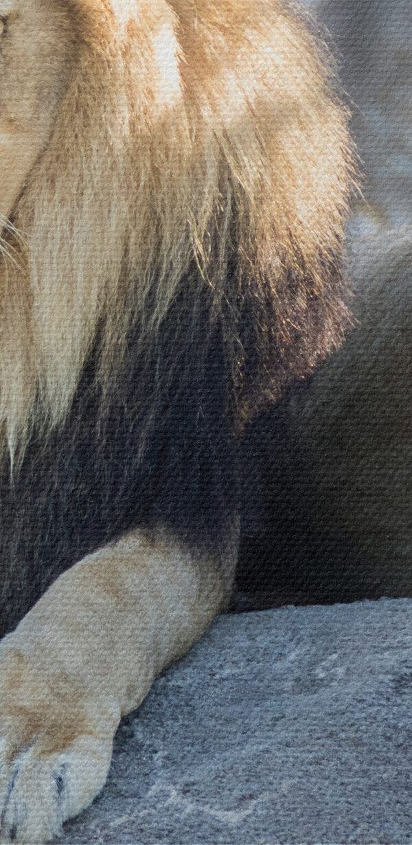 Pár lvů ležících na skále Pár lvů ležících na skále