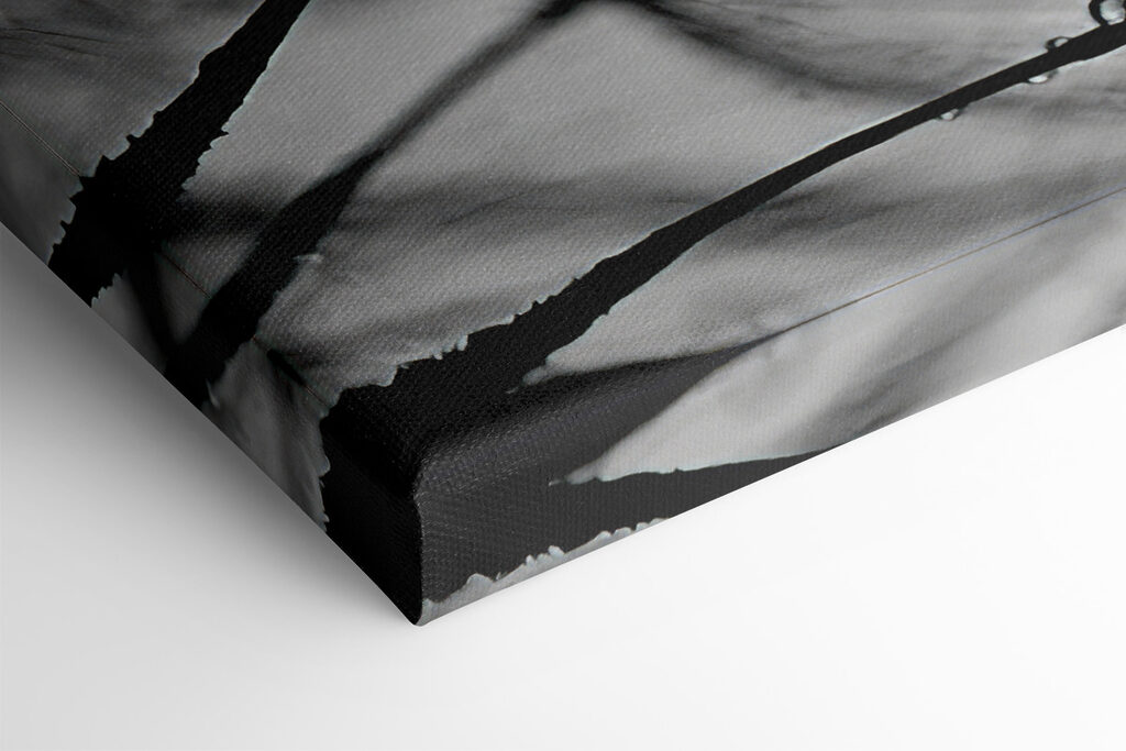 Close up of water droplets on seeds