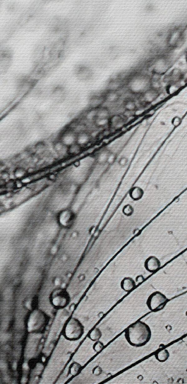 Detailní záběr kapek vody na semenech Detailní záběr kapek vody na semenech