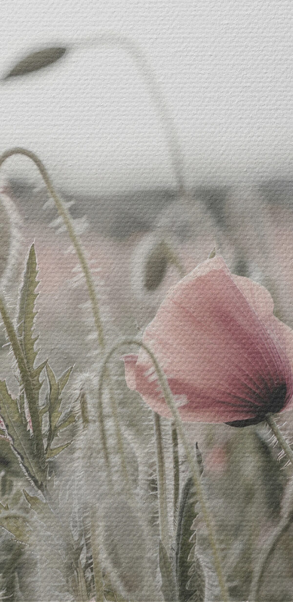 Pole růžových květů Pole růžových květů