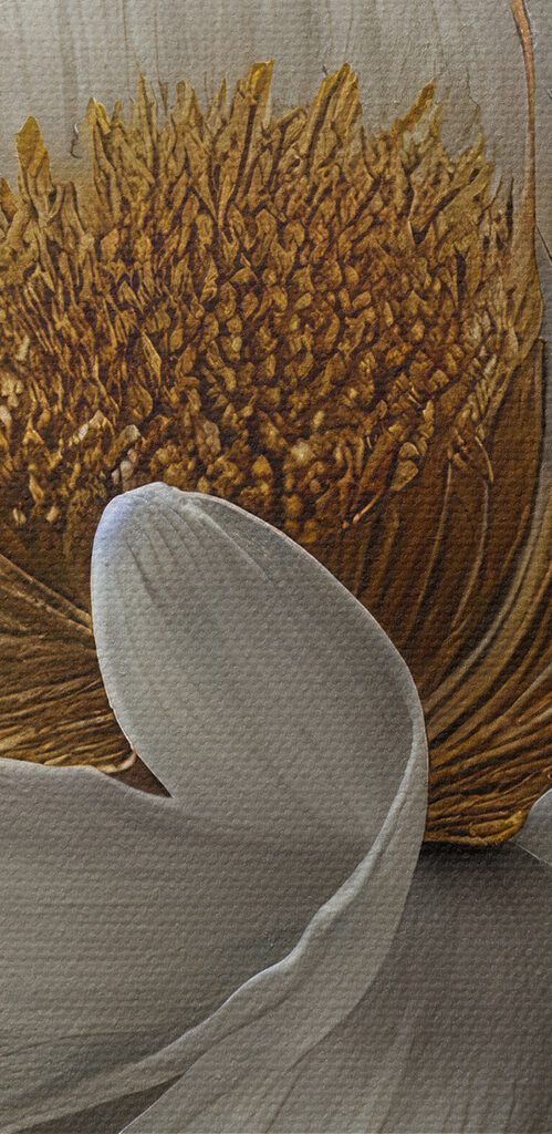 A white flower with a yellow center