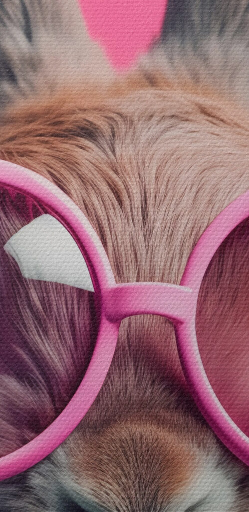 Rabbit wearing pink glasses