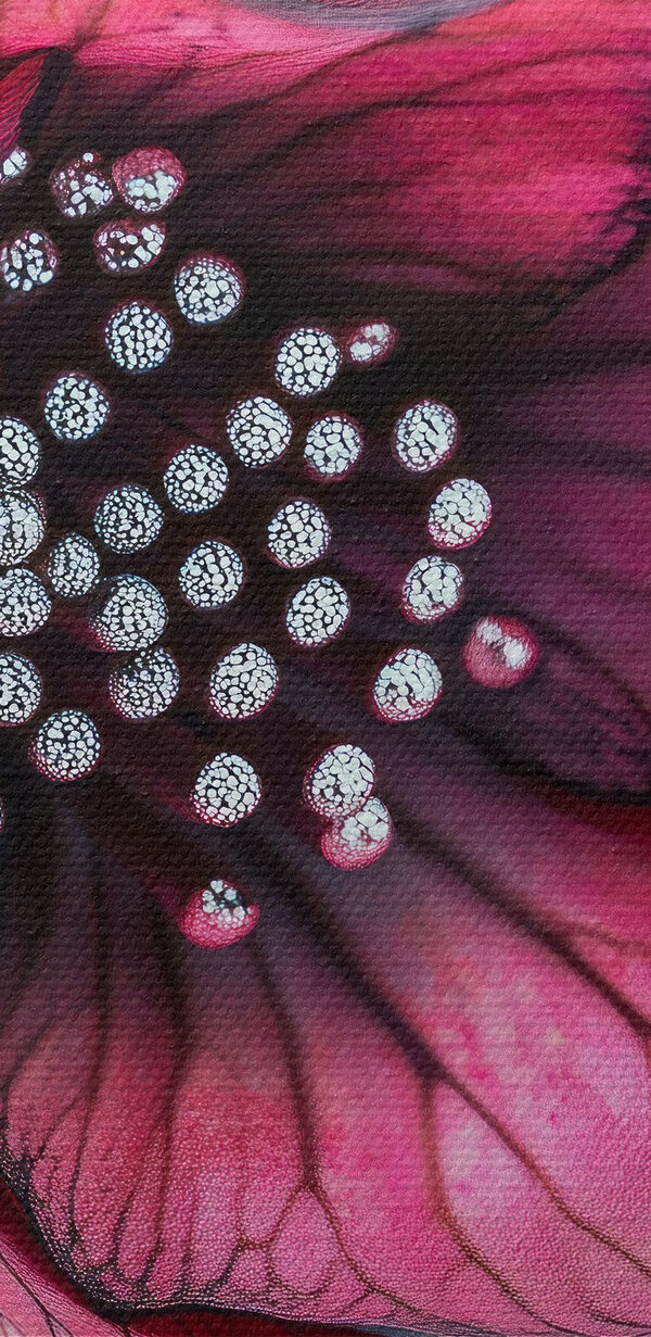 Jemné okvětní lístky v živých barvách Jemné okvětní lístky v živých barvách