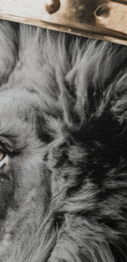 Lion wearing a crown