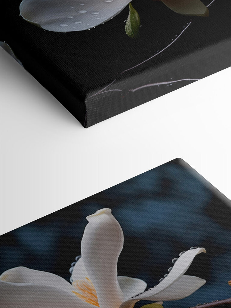 Delicate blossoms adorned with droplets