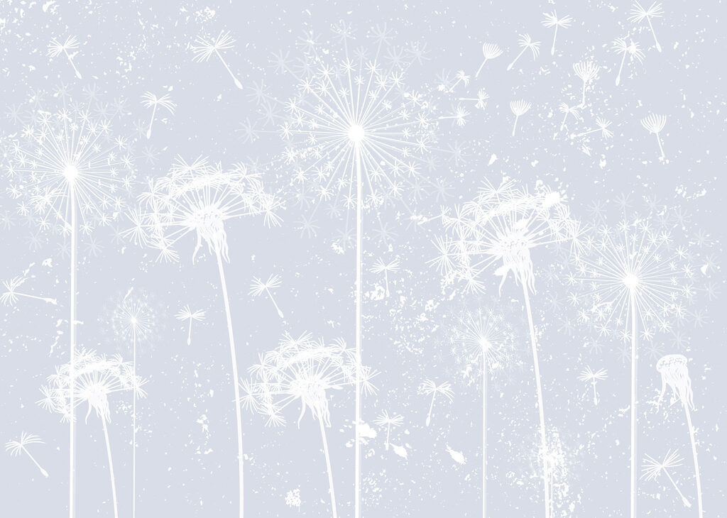 White dandelion flowers