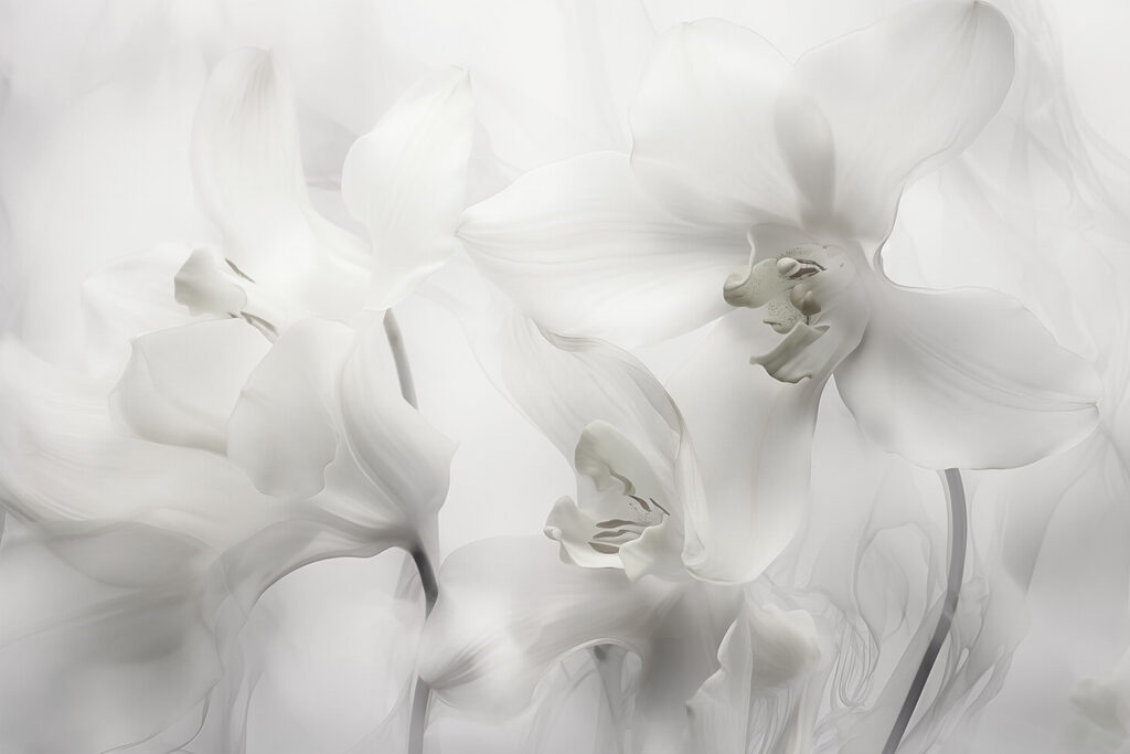 Jemné bílé orchideje v měkkém světle Jemné bílé orchideje v měkkém světle