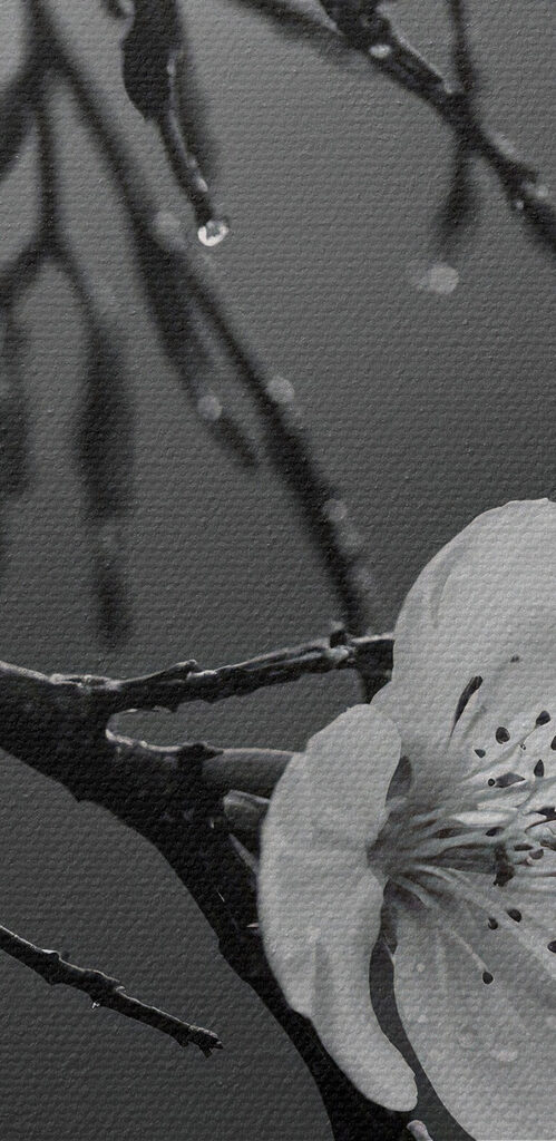 Delicate blooms beneath gentle rain Delicate blooms beneath gentle rain