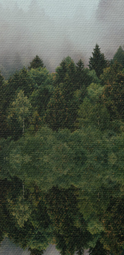 A reflection of trees in the water