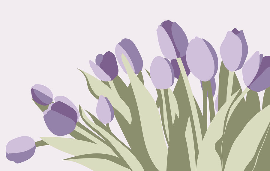 Hromada fialových tulipánů