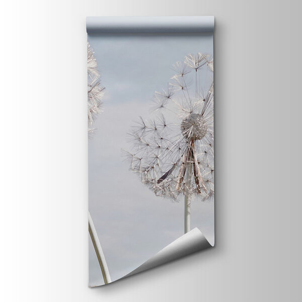 Group of dandelions with seeds