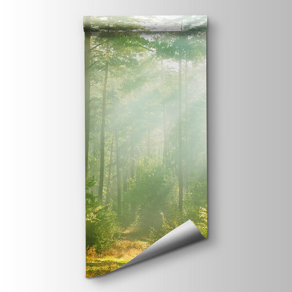 Path through a forest with trees and bushes