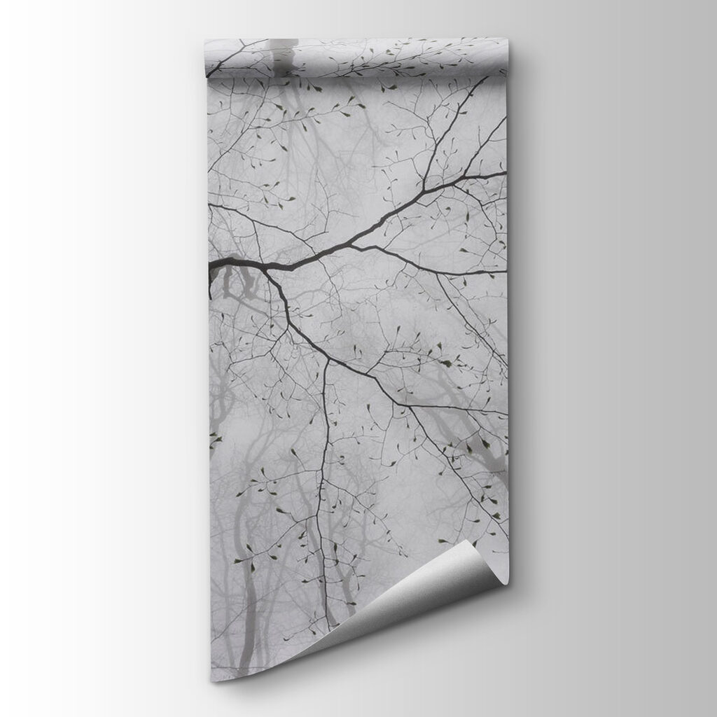 Looking up at trees in the fog Looking up at trees in the fog