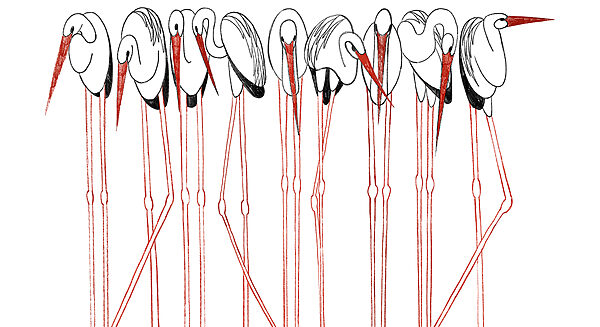 Group of birds with long legs