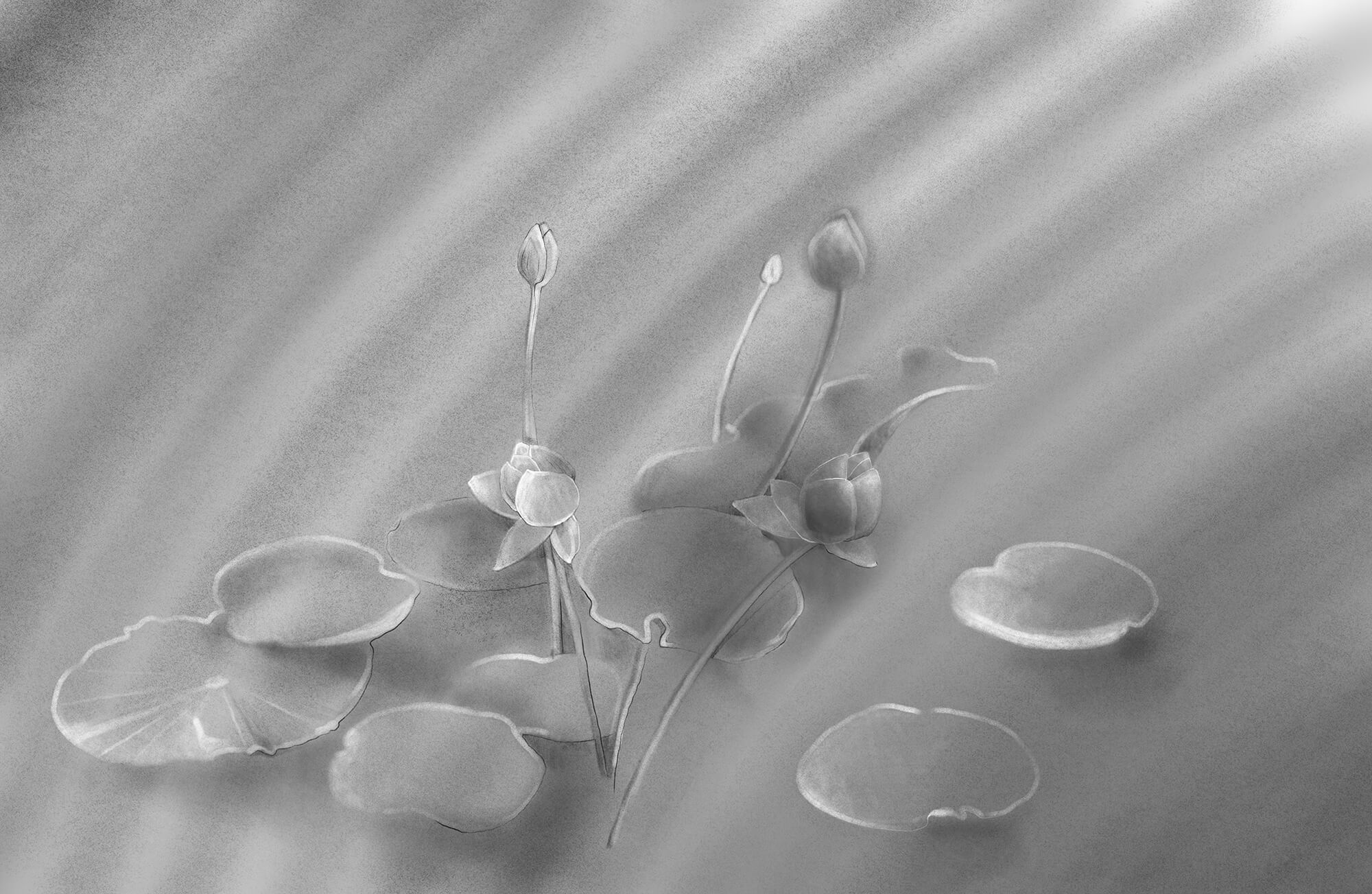 Serene water lily scene captured beautifully