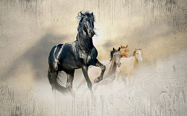 Black horse running in the wind