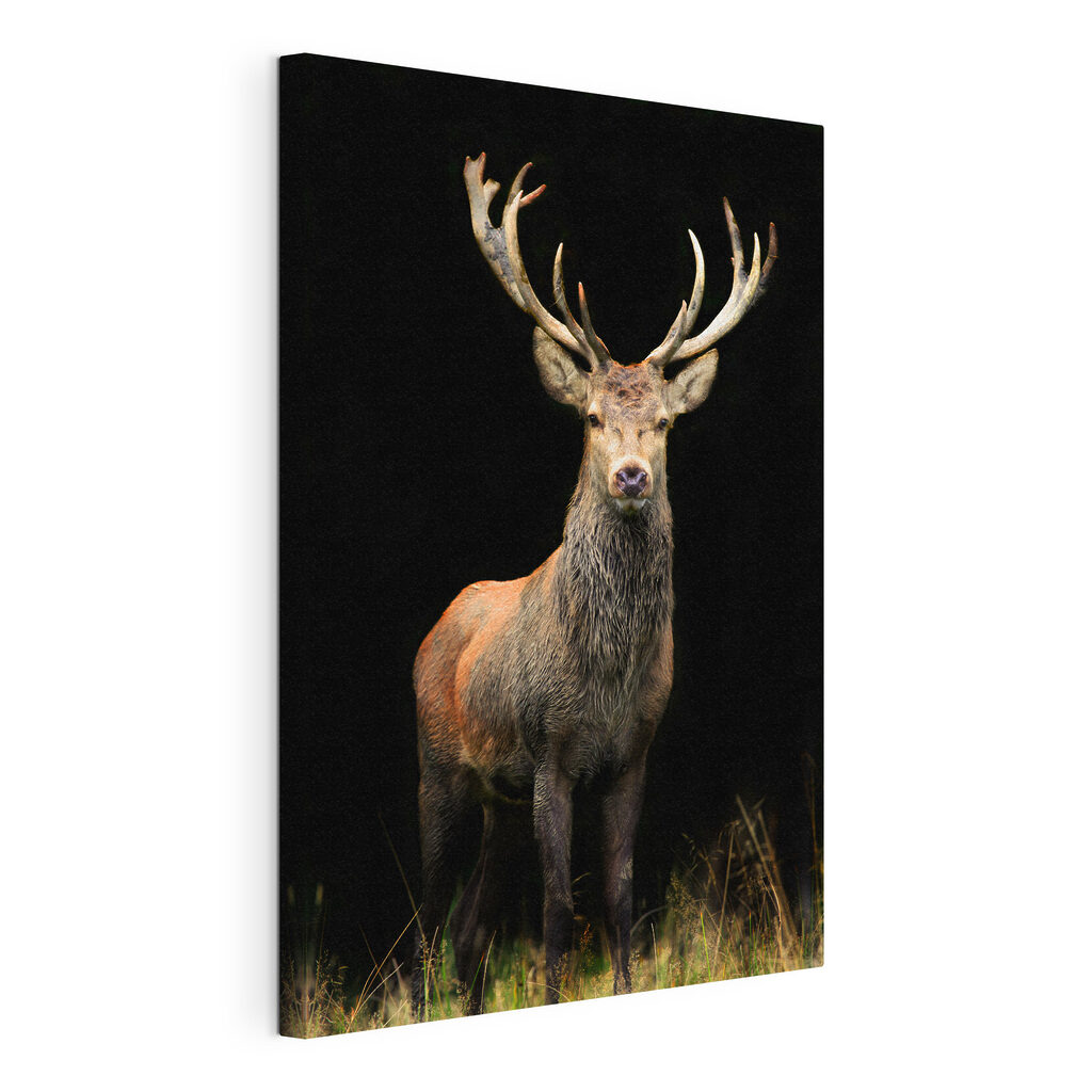 A deer with antlers standing in the dark