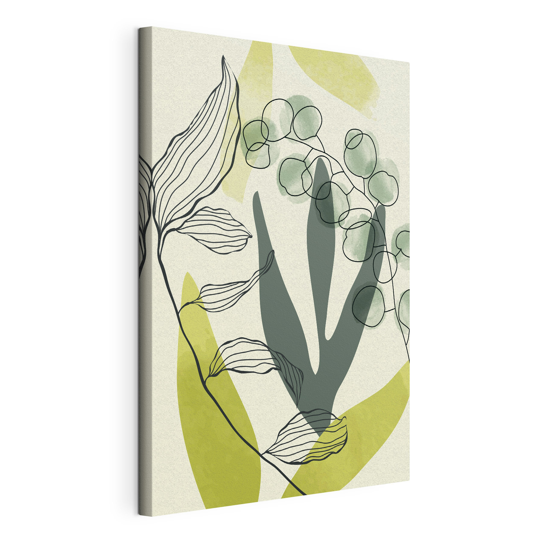 A drawing of a plant