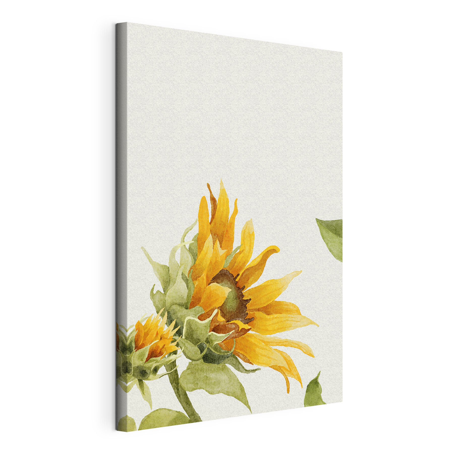 A close up of a sunflower