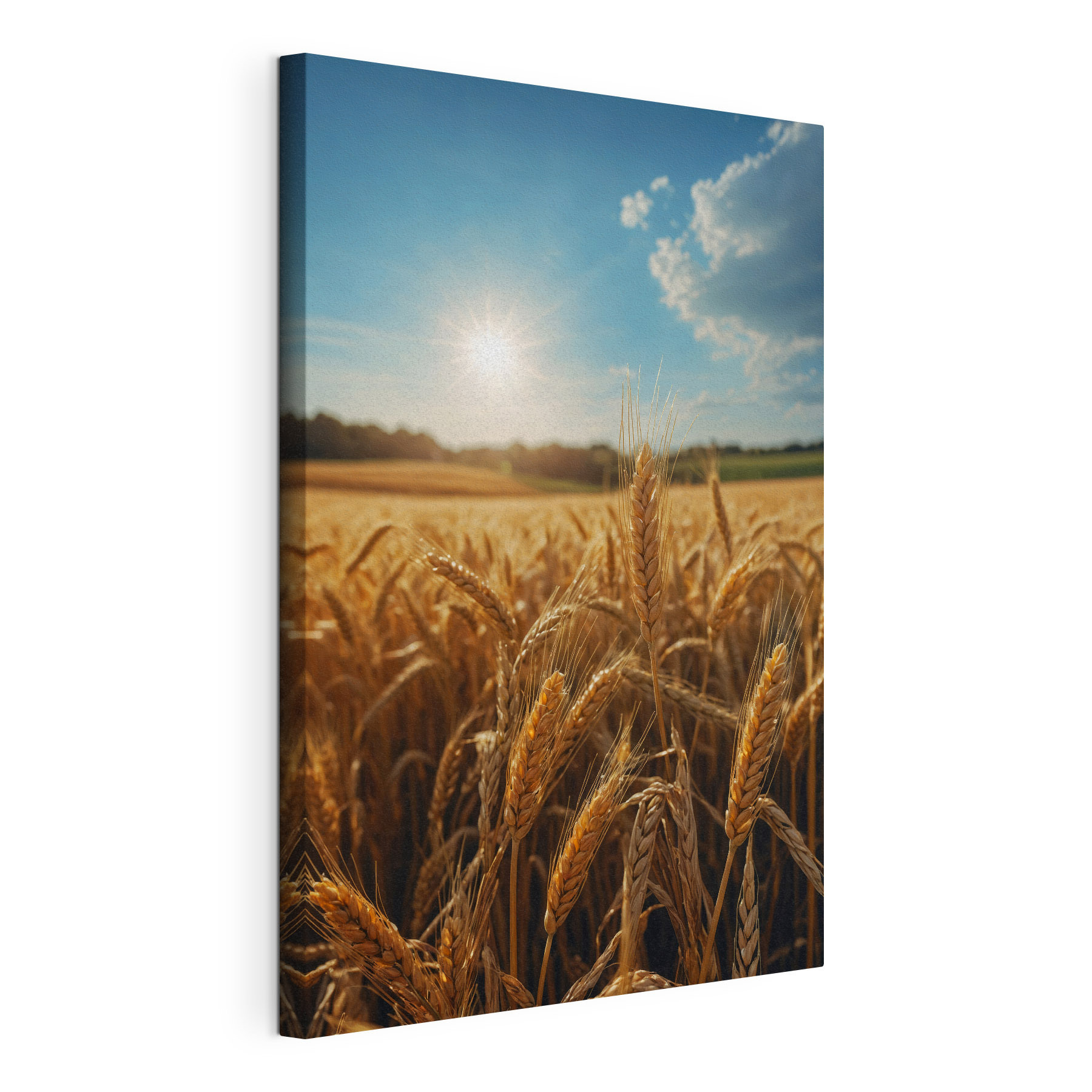 Field of wheat with the sun shining in the background