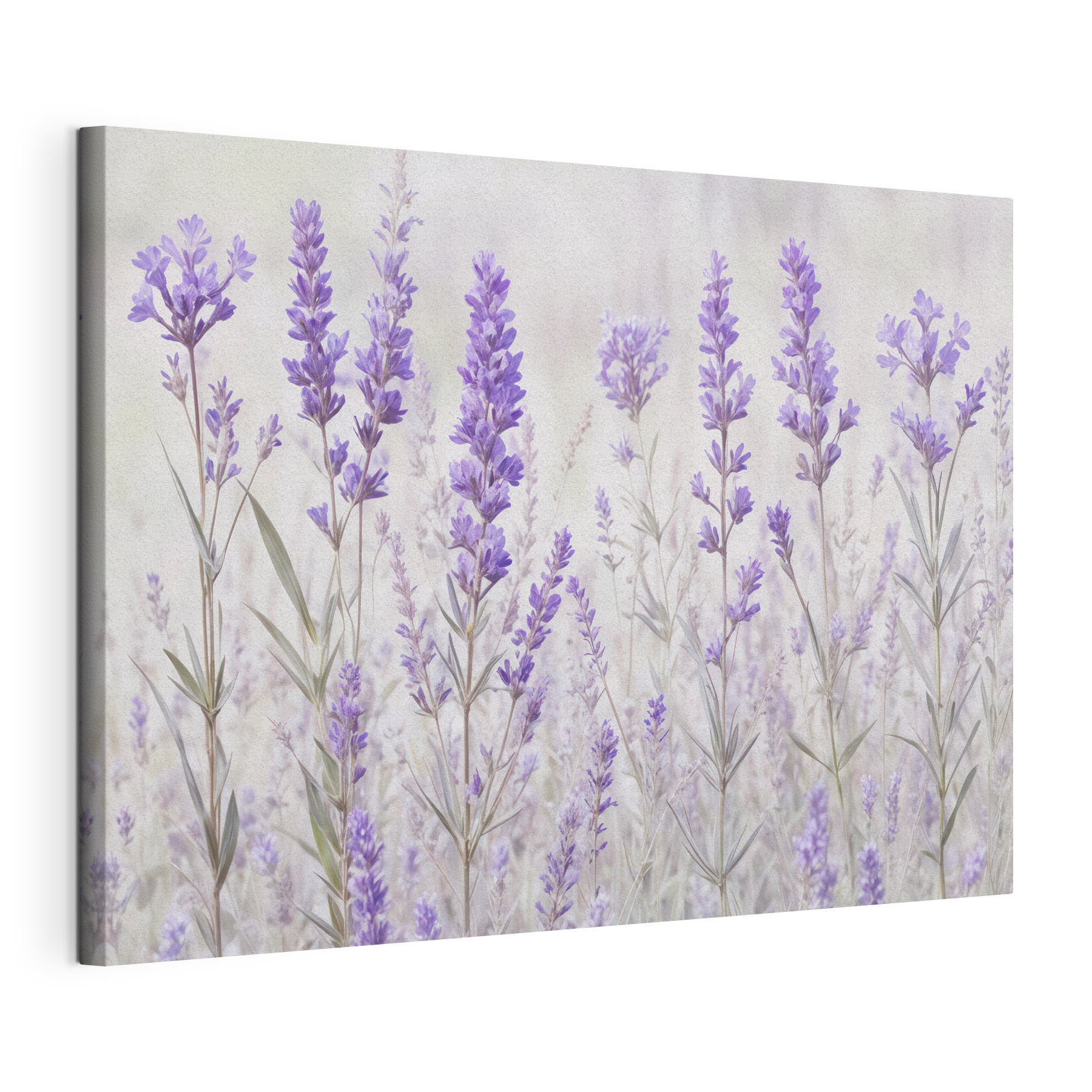 Group of purple flowers