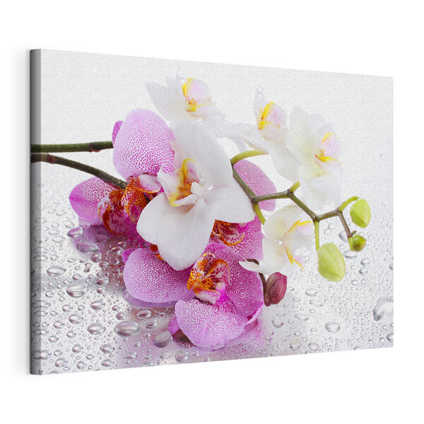 Obraz Křehké orchideje schoulené v kapkách