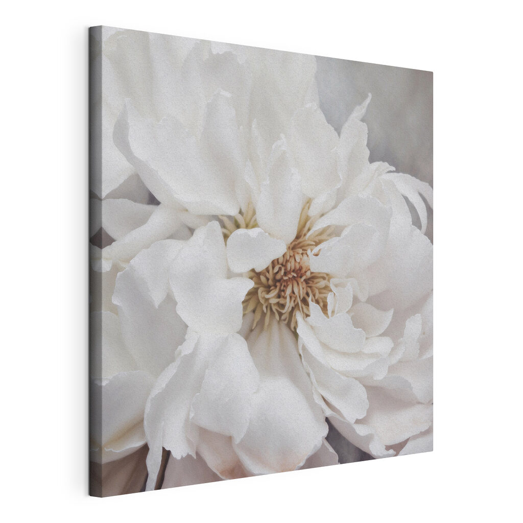Delicate petals of pure elegance Delicate petals of pure elegance
