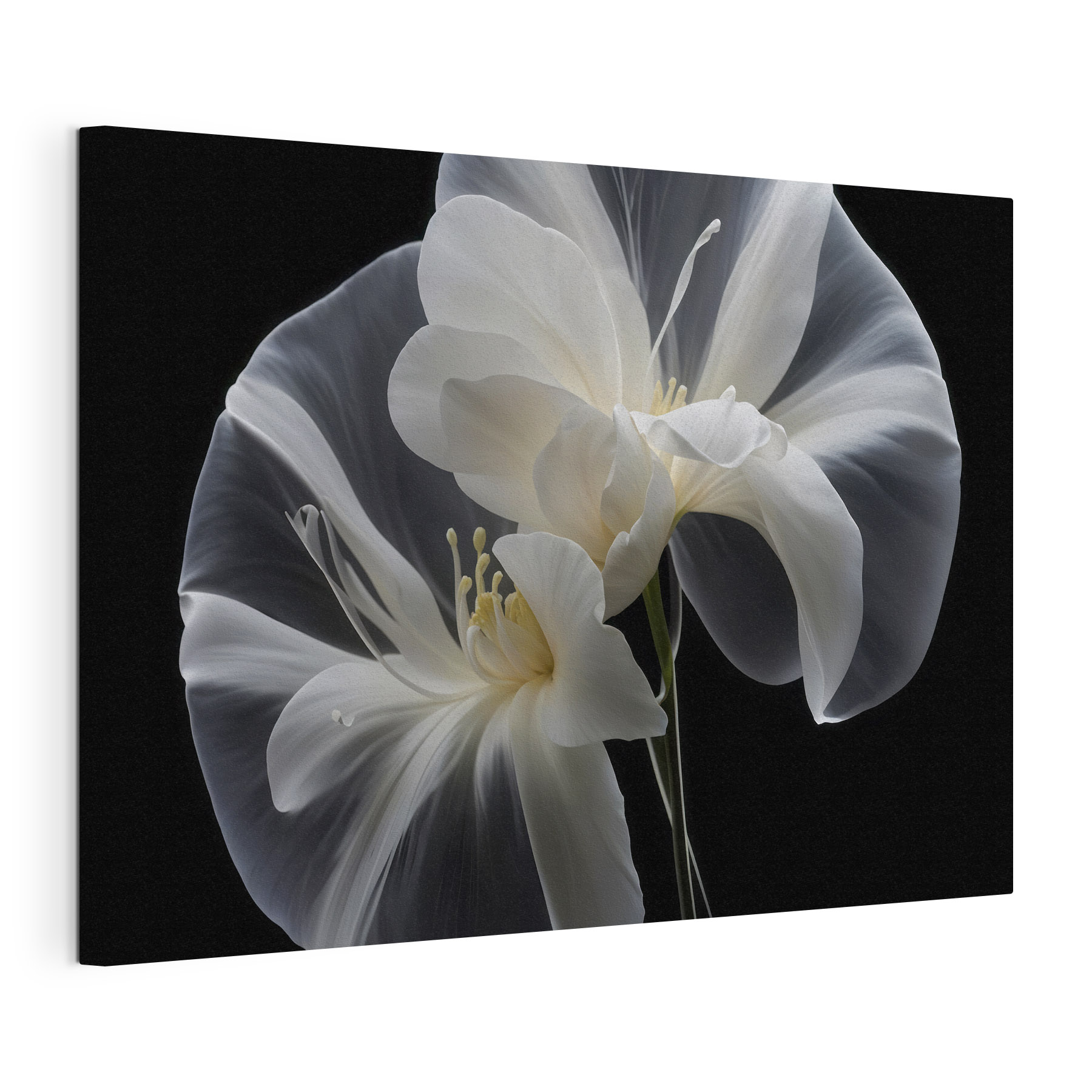 Elegant white flowers against black background