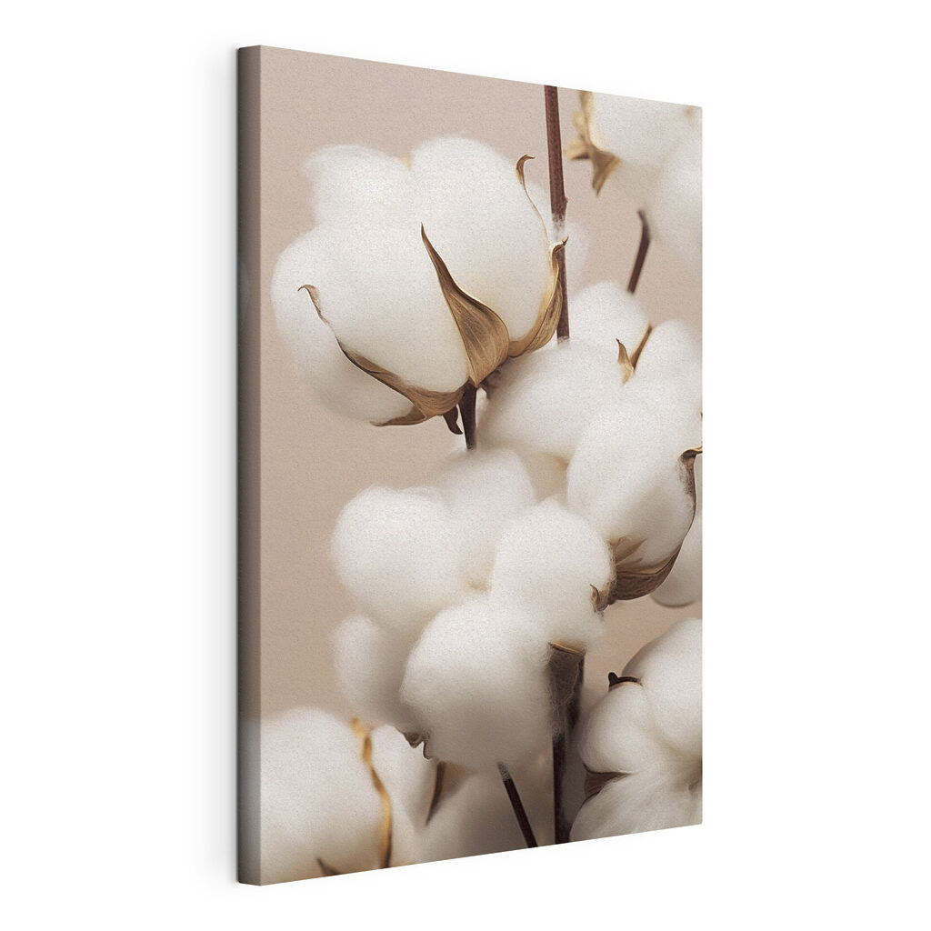 Soft cotton blooms in gentle light