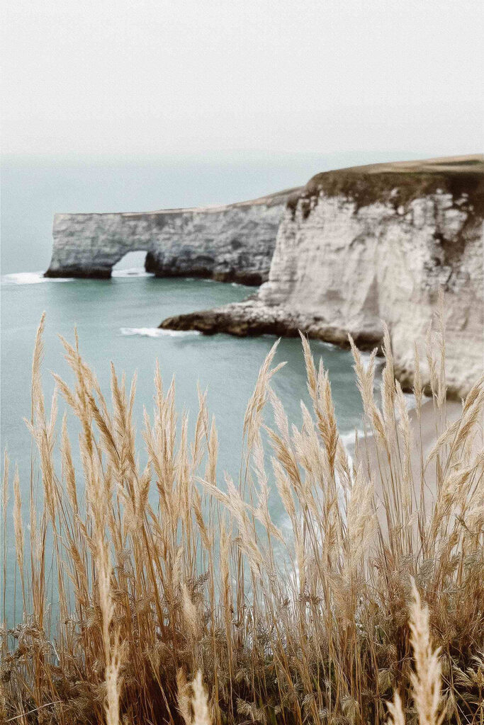 Tall grass next to a body of water