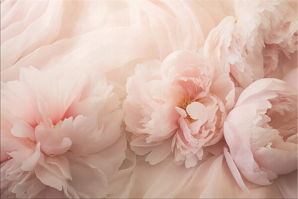 Group of pink flowers
