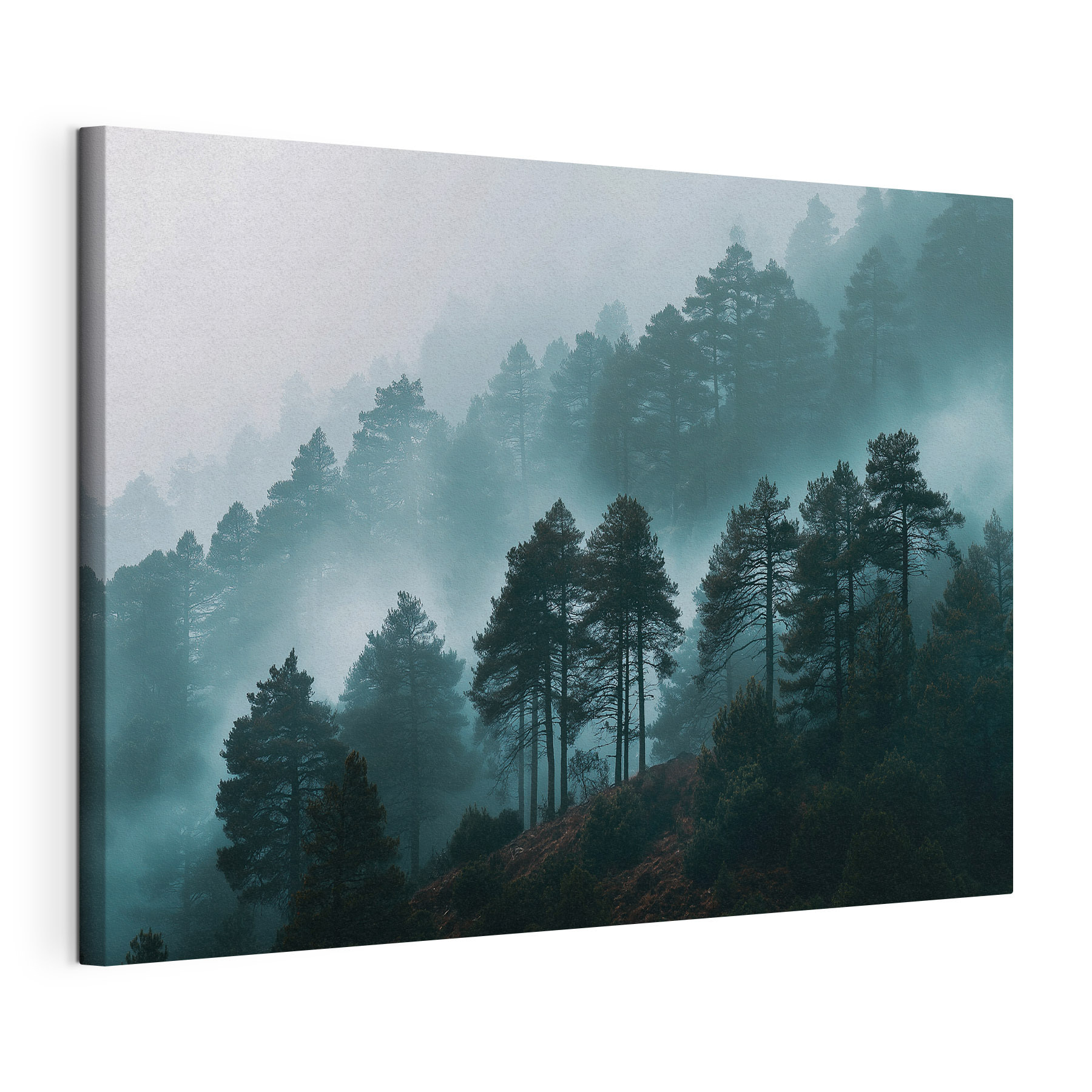 Foggy forest with trees