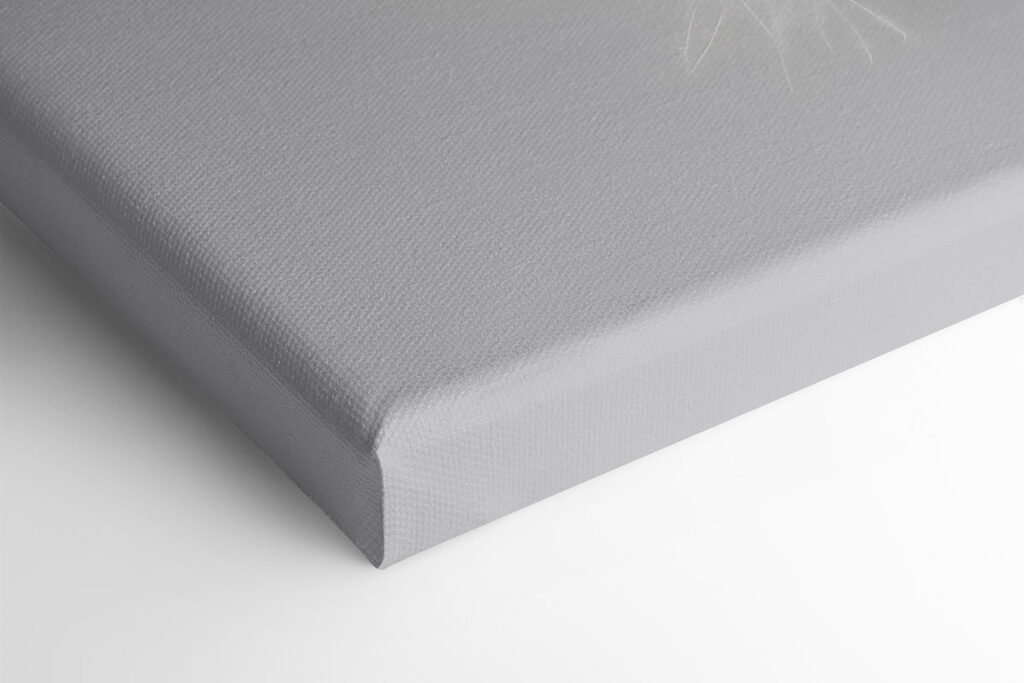 White feather on a white background