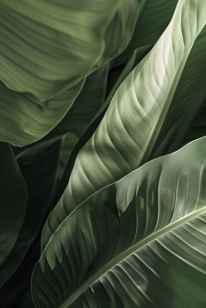 Lush green leaves in gentle light Lush green leaves in gentle light