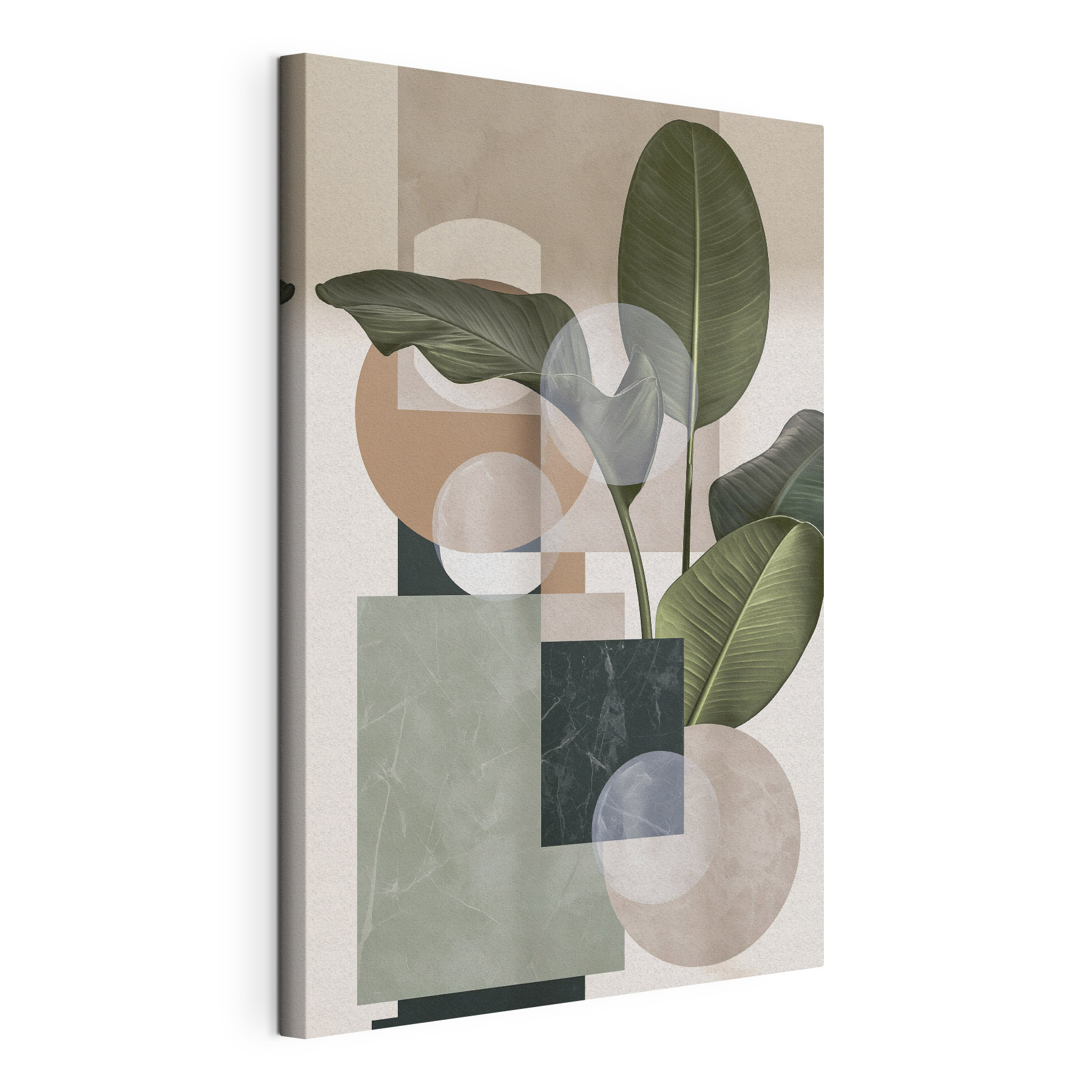 Plant with leaves and geometric shapes