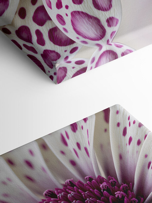 Vibrant petals in soft hues Vibrant petals in soft hues