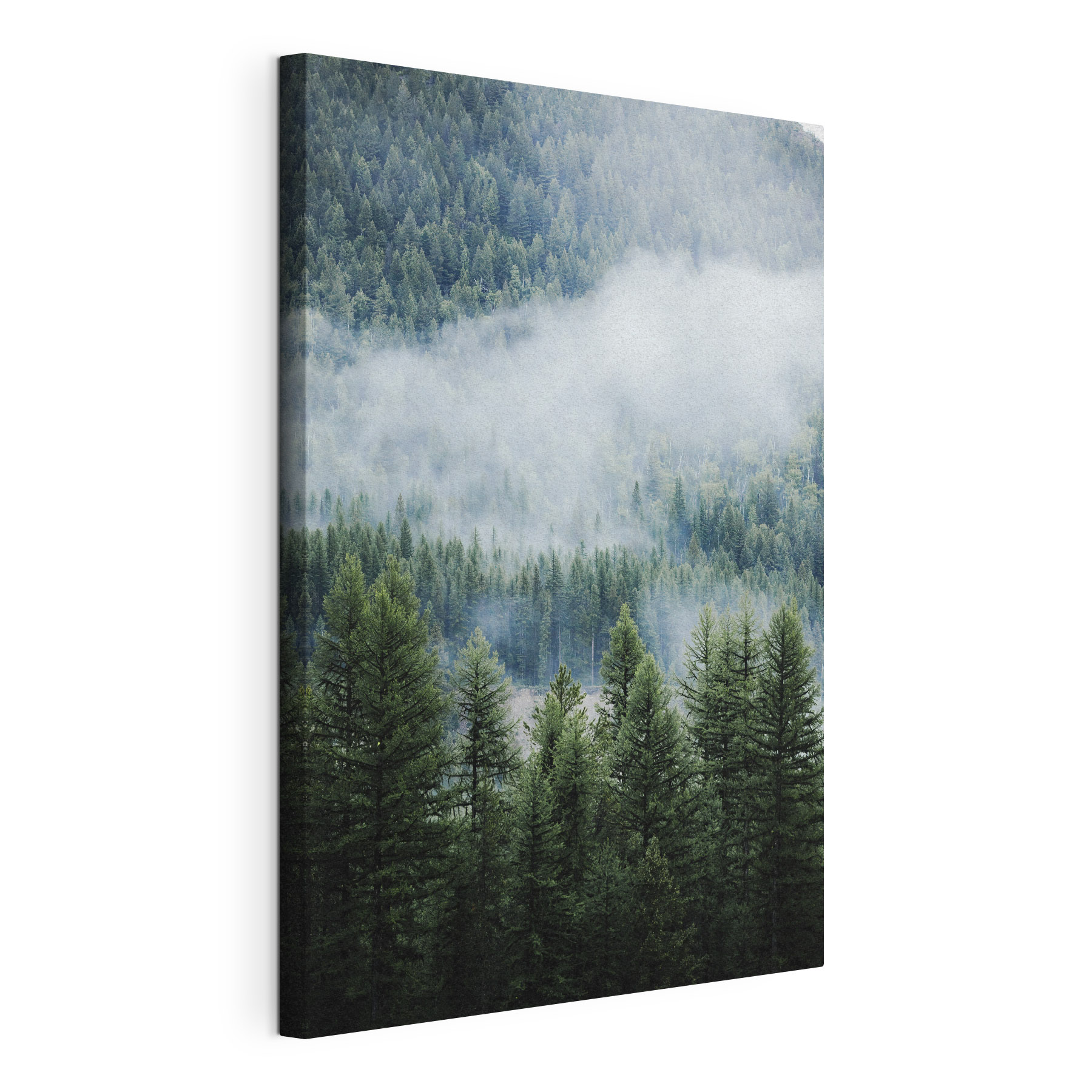 Forest with fog and clouds Forest with fog and clouds