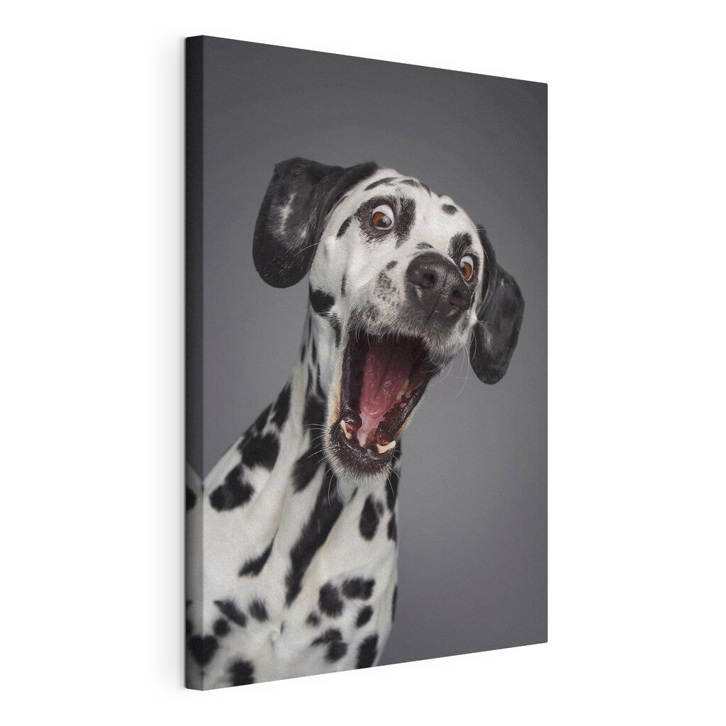 A dog with its mouth open A dog with its mouth open