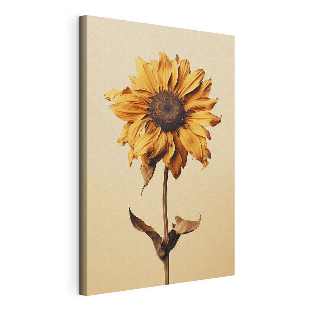 Sunflower with a brown center Sunflower with a brown center