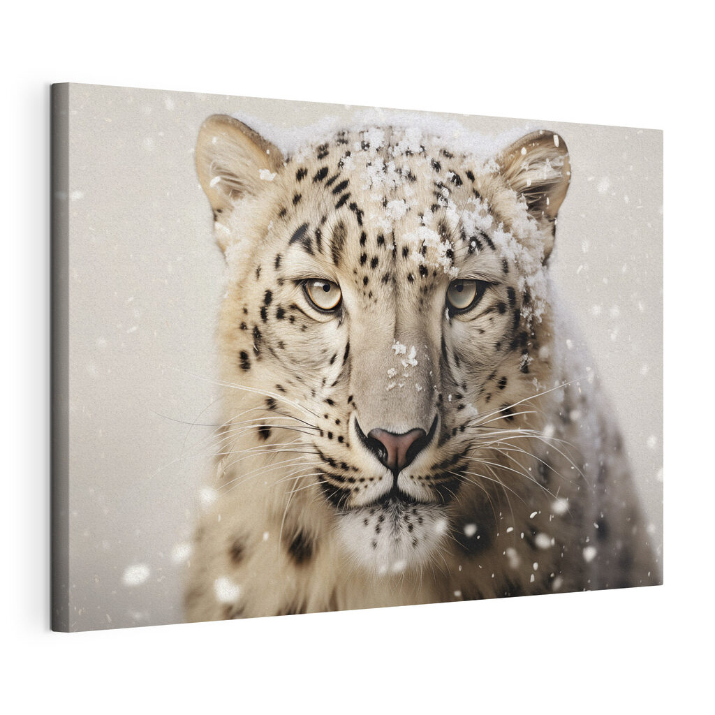 Snow leopard with snow on its head Snow leopard with snow on its head