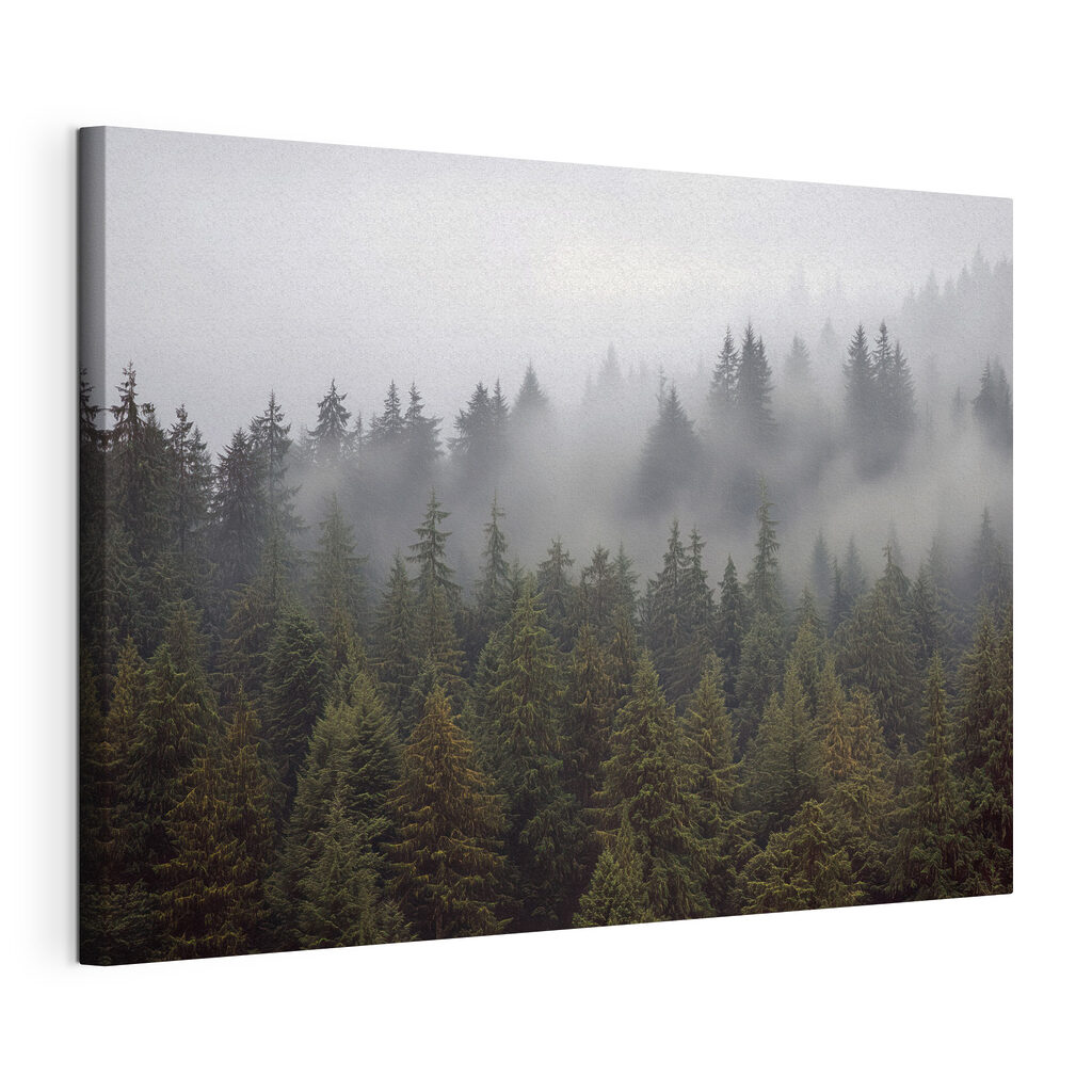 Group of trees with fog