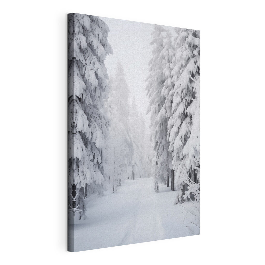 Snowy path with trees Snowy path with trees