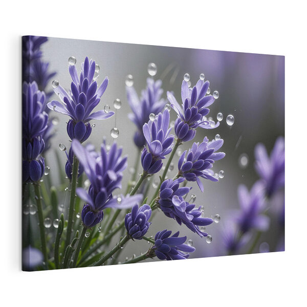 Delicate petals adorned with droplets