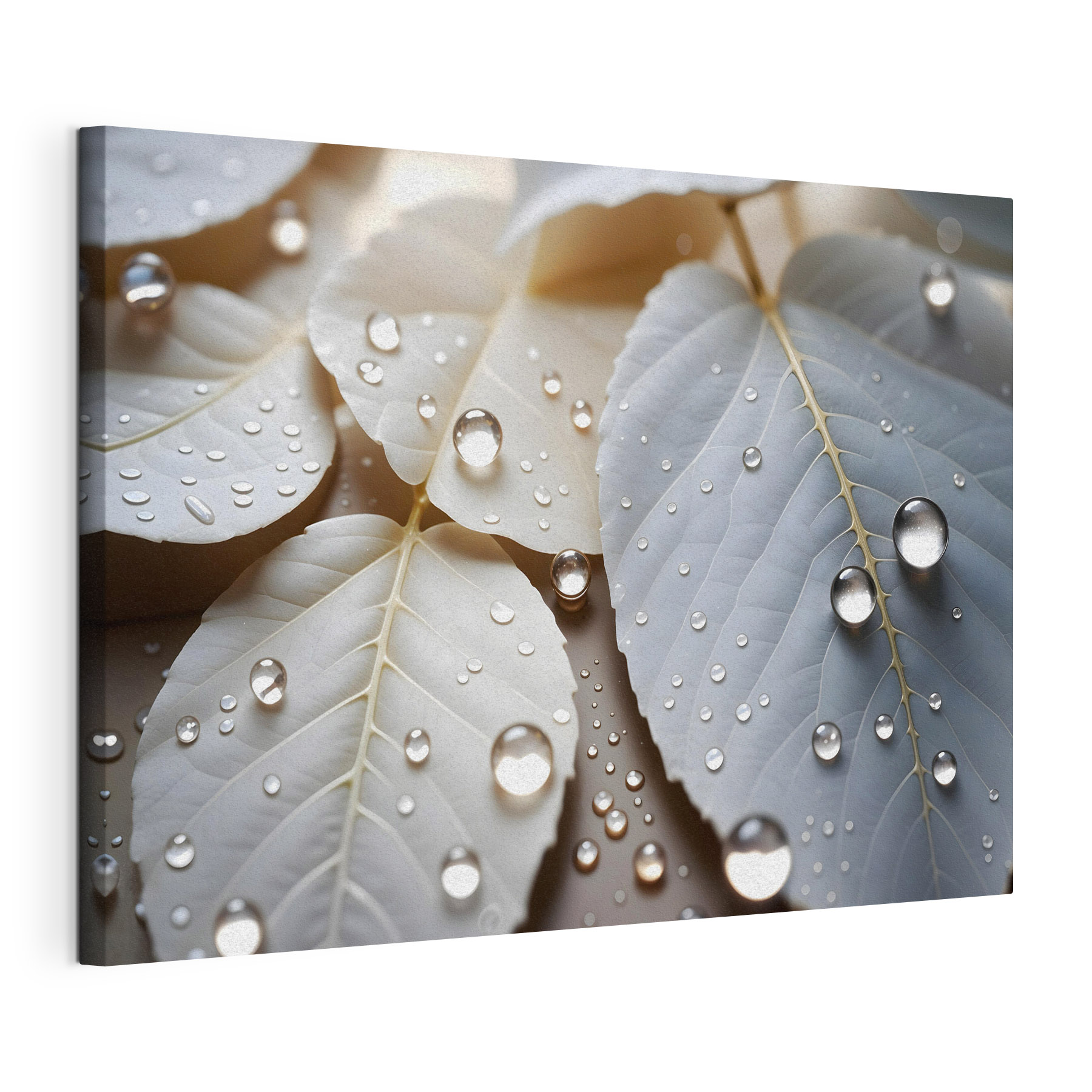 Nature's delicate droplets on leaves