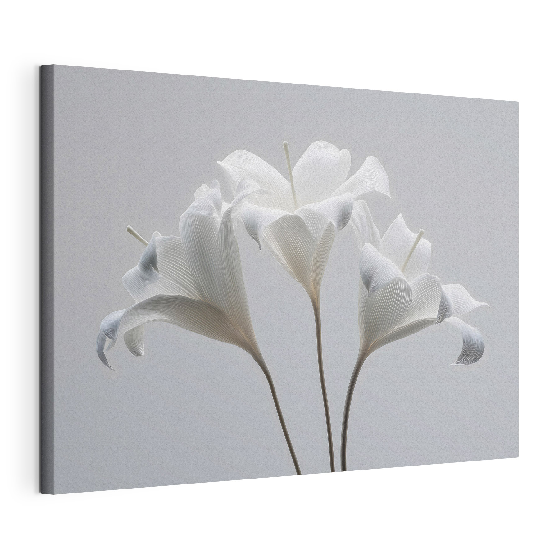 Group of white flowers